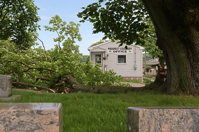 1212561_web1_vnd-treedown02-052719
