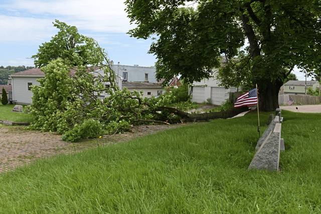 1212561_web1_vnd-treedown04-052719