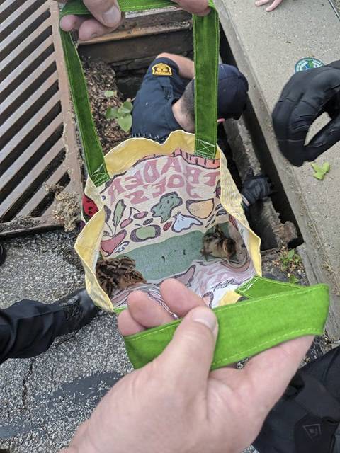 1218764_web1_ptr-poults02-052919