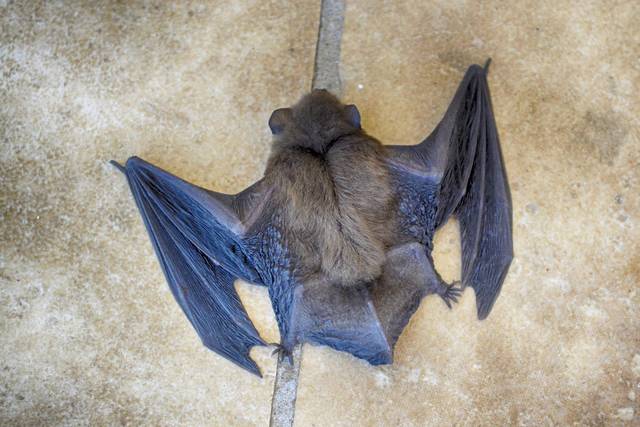 1223217_web1_web-bat