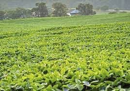 1227236_web1_farming
