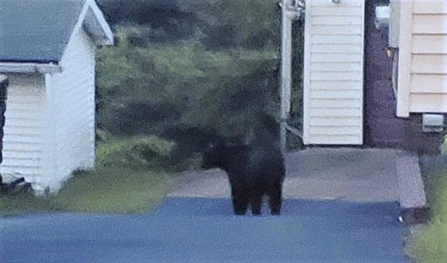 1227395_web1_ptr-bearspotted-053119