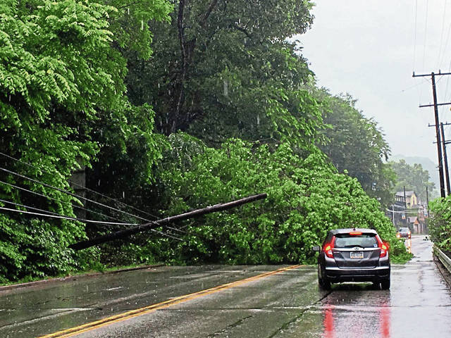 1228988_web1_vnd-treedown-053119