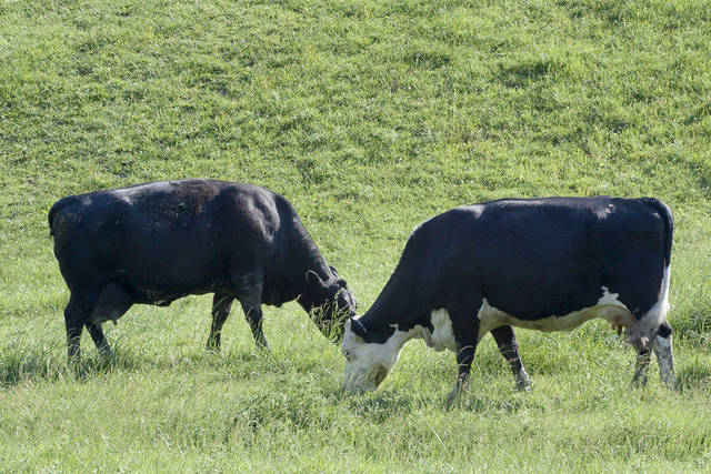 1232823_web1_ptr-cows