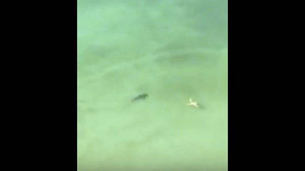 1235403_web1_ptr-SharkSwim-060119