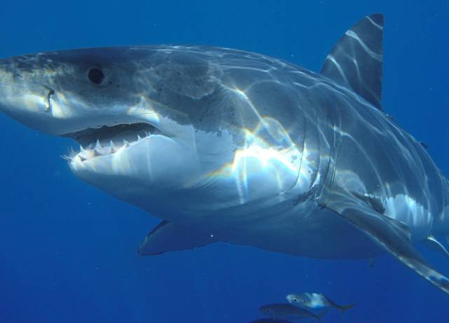 1160319_web1_web-shark2