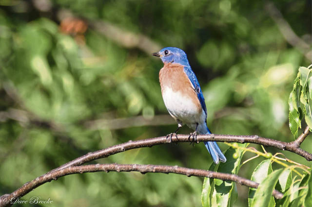 1233773_web1_GTR-LIV-BIRDCOUNT-BLUEBIRD-021418