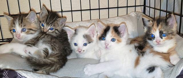 1235595_web1_gtr-Kittenshower27-010319