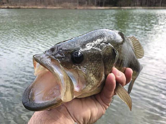 1239071_web1_gtr-OutFish-060219