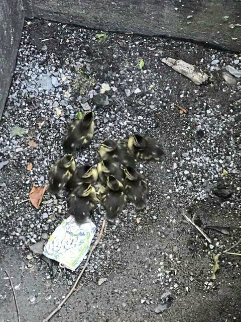 1243101_web1_Nine-ducklings