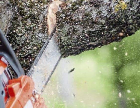 Rain, fallen trees and chainsaws – Spring in Western Pa.