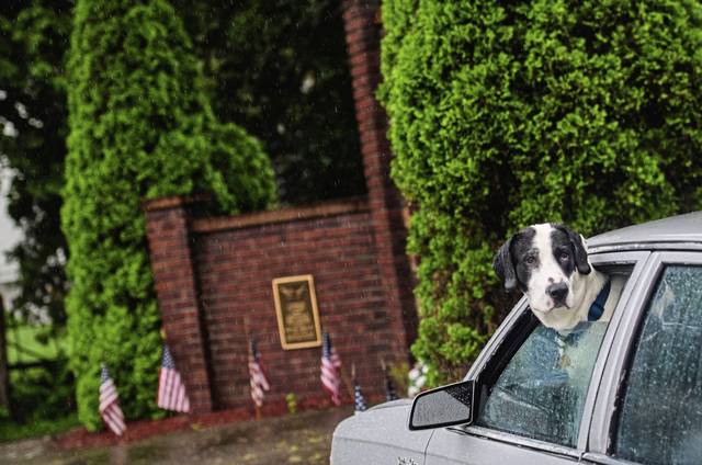 1243880_web1_gtr-PetsinCar-060419