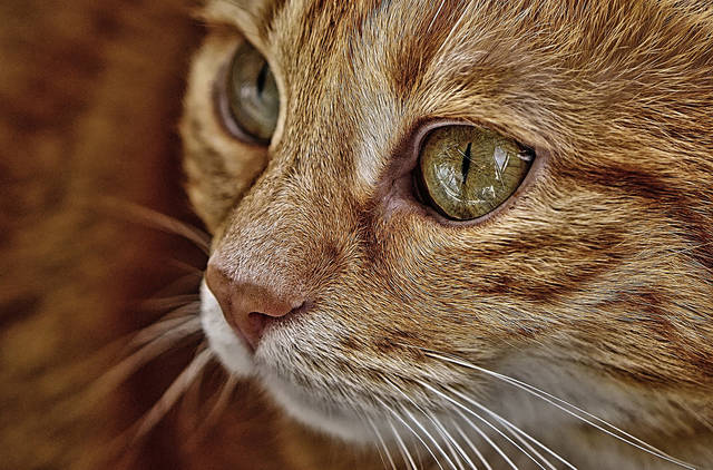 1247132_web1_CatKitten