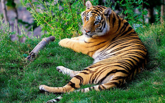 1248359_web1_ptr-tiger-060519