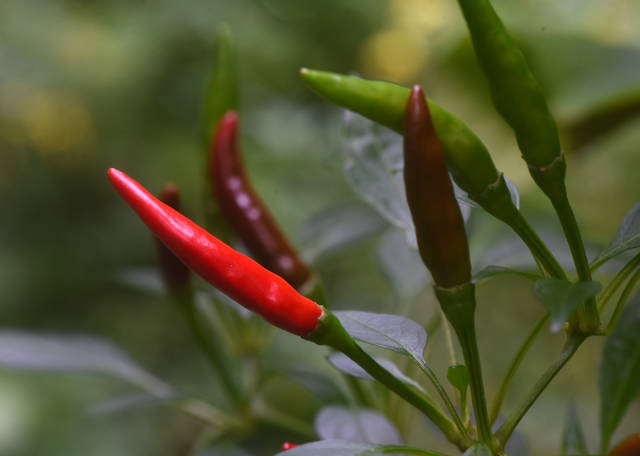 1249347_web1_Gtr-liv-hotpepper2-060719
