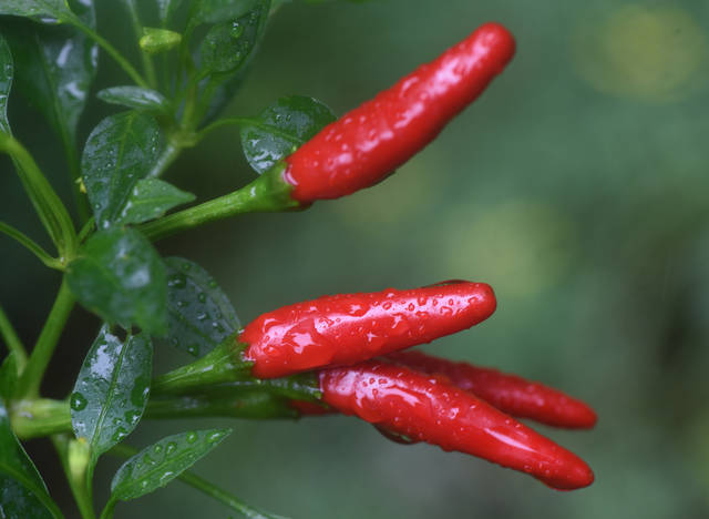 1249347_web1_Gtr-liv-hotpepper4-060719
