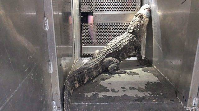 Alligator captured in Pittsburgh’s Beechview neighborhood