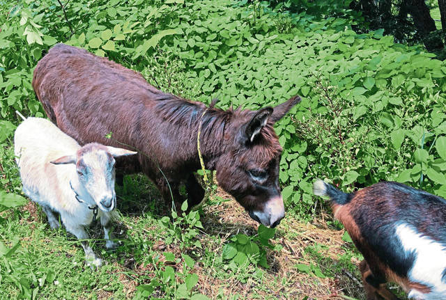 1265982_web1_gtr-goats1-060819