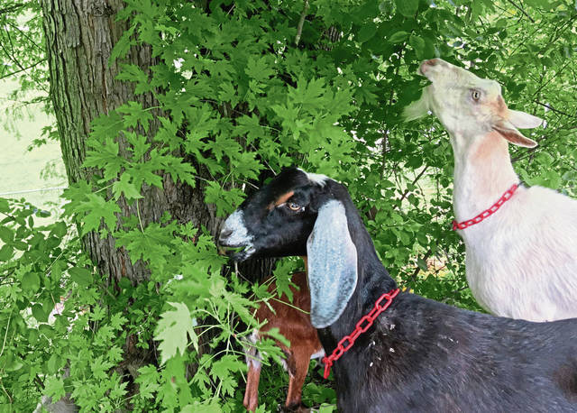 1265982_web1_gtr-goats10-060819