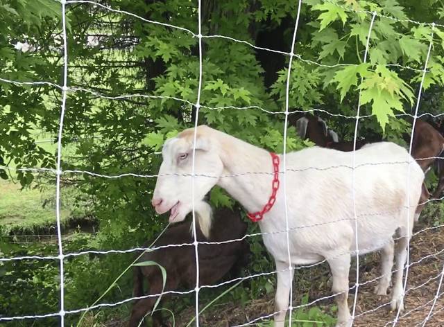 1265982_web1_gtr-goats2-060819