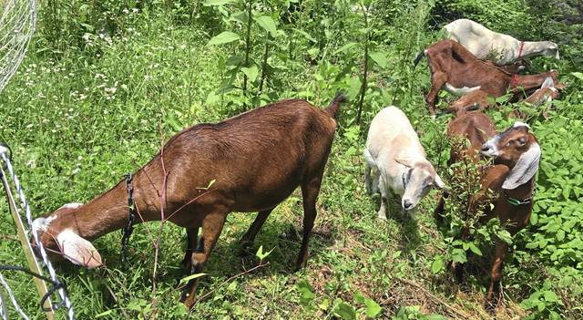 1265982_web1_gtr-goats5-060819