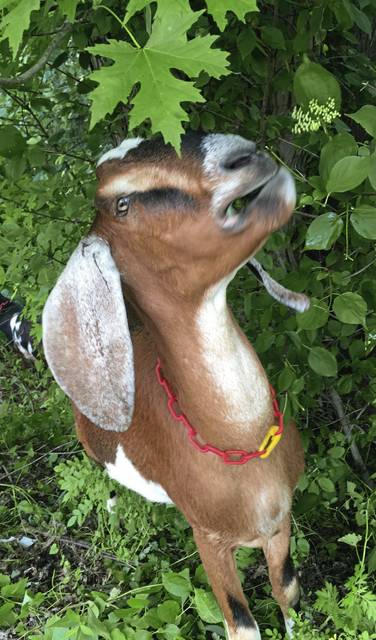 1265982_web1_gtr-goats6-060819