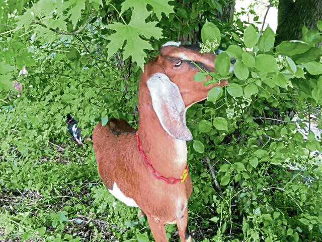 1265982_web1_gtr-goats7-060819