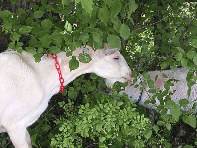 1265982_web1_gtr-goats8-060819
