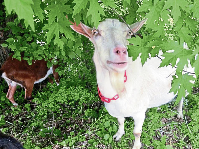 1265982_web1_gtr-goats9-060819