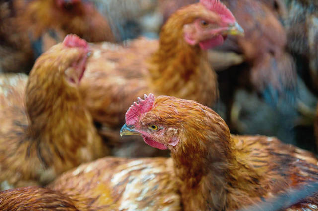 1266807_web1_gtr-lo-ChickenCSA002-060819