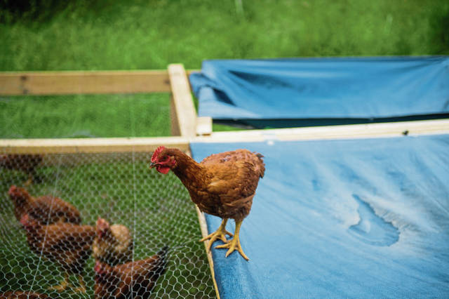 1266807_web1_gtr-lo-ChickenCSA003-060819