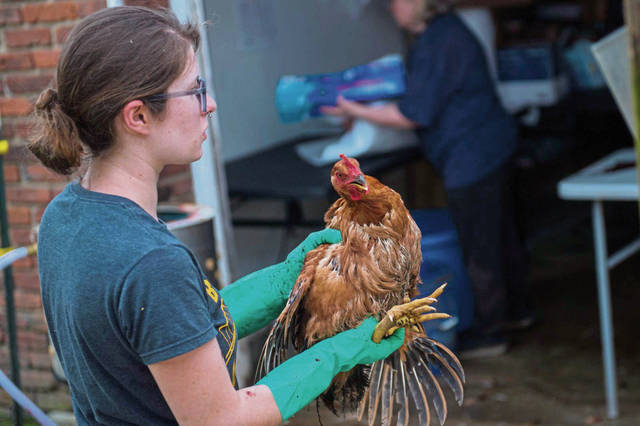1266807_web1_gtr-lo-ChickenCSA005-060819