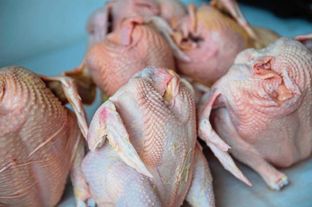 1266807_web1_gtr-lo-ChickenCSA013-060819