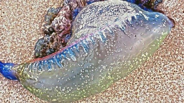 1271235_web1_Portuguese-Man-O-Wars-wpxi