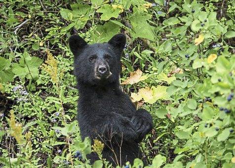 1280303_web1_ptr-pennHillsBear-061219