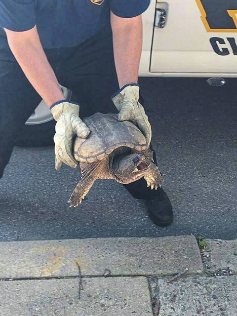1282173_web1_ptr-policeturtle-061319