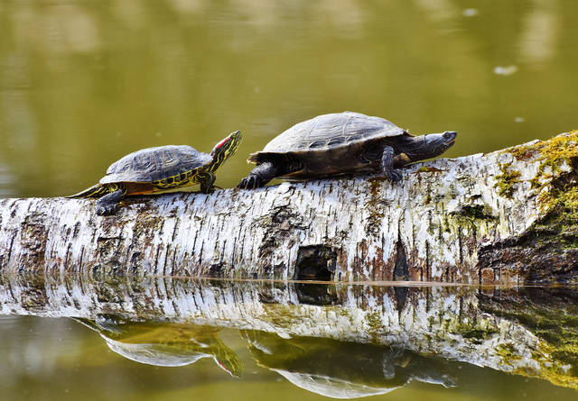 1283472_web1_ptr-turtles-061319