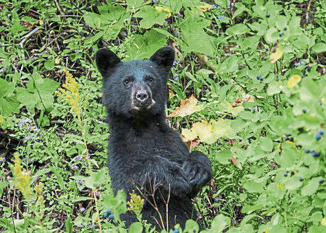 1284818_web1_ptr-pennHillsBear-061219
