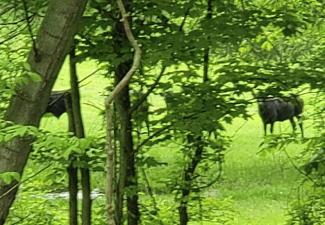 1293425_web1_gtr-CowFolo7-061519