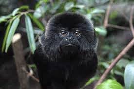 1298463_web1_gtr-Monkey-021319