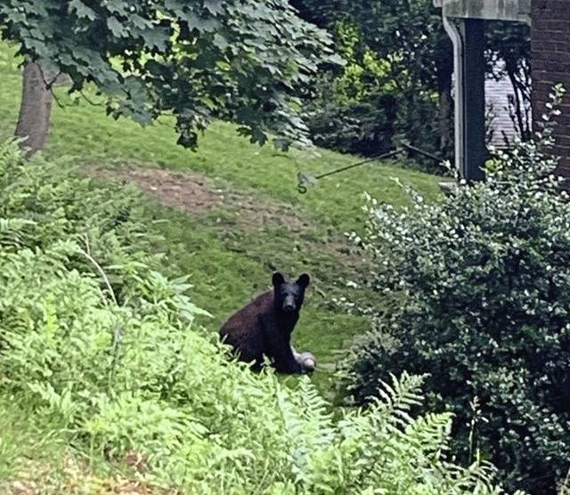 1298890_web1_ptr-bearreports-061619