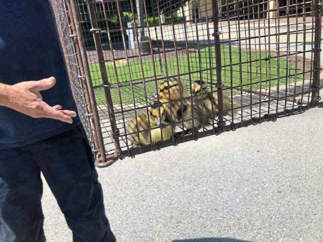1299029_web1_ptr-ducklings-061619