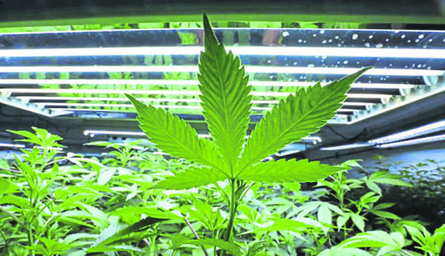 1304705_web1_marijuana