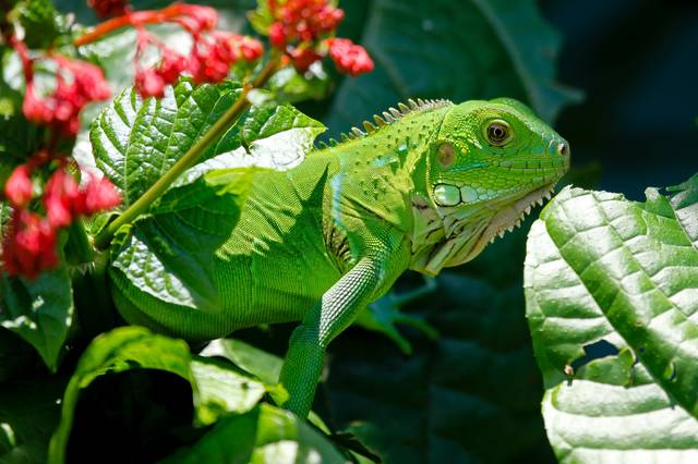 1306840_web1_iguana-223157_1920