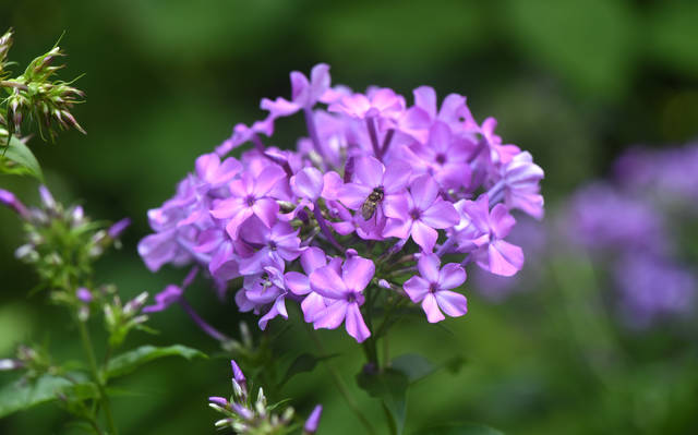 1309239_web1_gtr-liv-pollinator2-062119