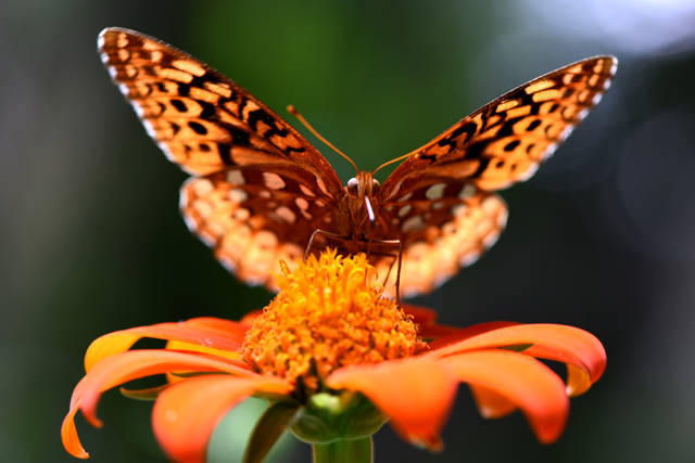 1309239_web1_gtr-liv-pollinator3-062119