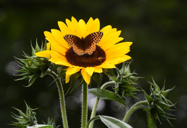 1309239_web1_gtr-liv-pollinator4-062119