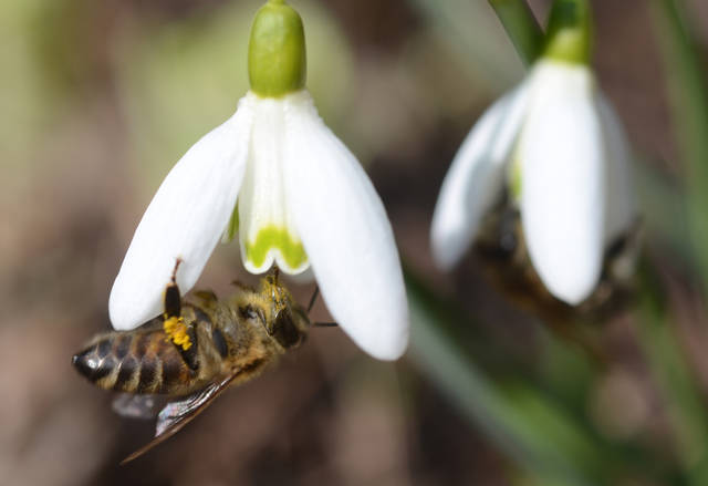 1309239_web1_gtr-liv-pollinator5-062119