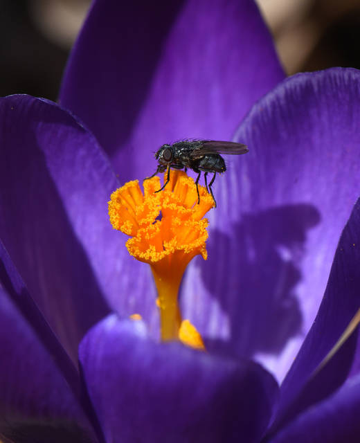 1309239_web1_gtr-liv-pollinator7-062119