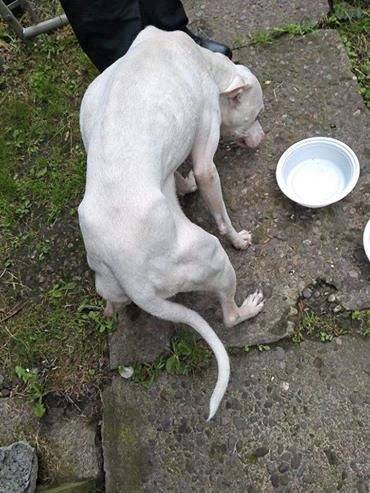 1312152_web1_Dog-1-White